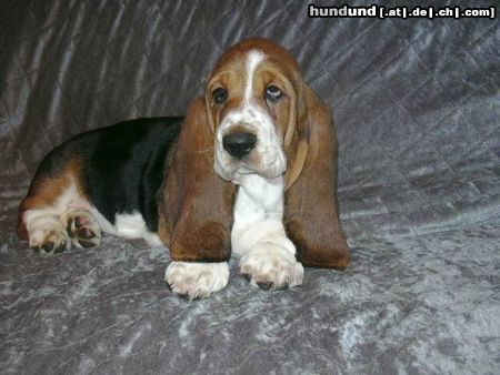 Basset Hound Hunde Foto 13880 Basset Hound Ruby Moravia Bray