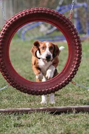 Basset Hound agility-Loonah durch den Reifen