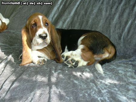Basset Hound Hunde Foto 13878 Basset Hound Ruby Moravia Bray