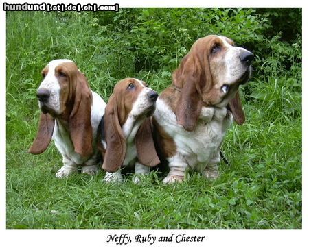 Basset Hound Hunde Foto 13909 Basset Hound Neffy, Ruby Moravia Bray and Chester