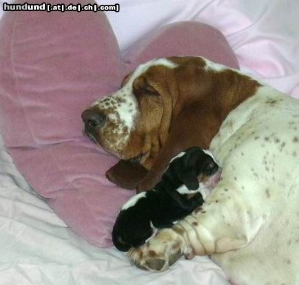 Basset Hound Hunde Foto 9119 Basset Hound Bassethound - Ruby
