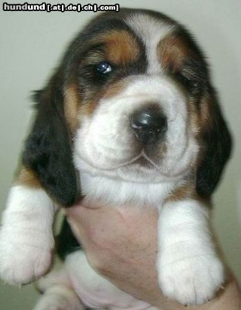 Basset Hound Hunde Foto 9872 Basset Hound Ruby Moravia Bray