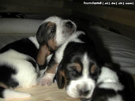 Basset Hound Hunde Foto 4854 Basset Hound Schwestern beim spielen