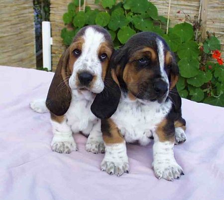 Basset Hound Hunde Foto 1019 Basset Hound Basset Hound Welpen Bohemia Horrido