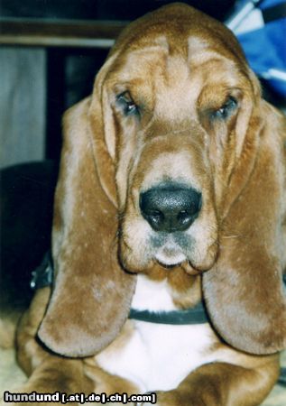 Basset Hound Rubens