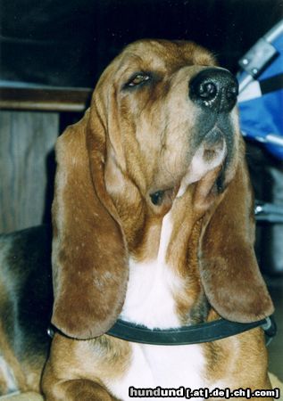 Basset Hound Rubens