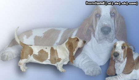 Basset Hound Hunde Foto 9873 Basset Hound Quida Moravia Bray