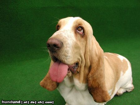Basset Hound Hunde Foto 5375 Basset Hound CH Swede Sun´s Vanja import Swede