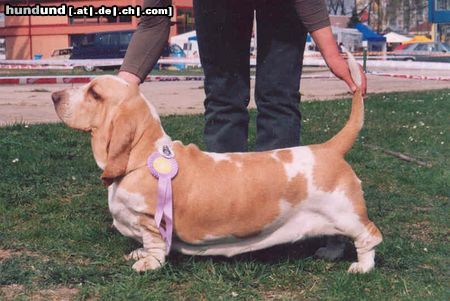Basset Hound Hunde Foto 9289 Basset Hound Swede Sun´s Vanja