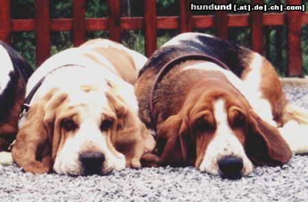 Basset Hound Hunde Foto 5281 Basset Hound Basset Vilbur und Ornela