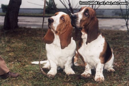 Basset Hound Hunde Foto 4680 Basset Hound Amanda und Oli