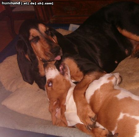 Basset Hound Hunde Foto 10435 Basset Hound Queeenie Moraviabray, 4 1/2 Monate mit ihrer