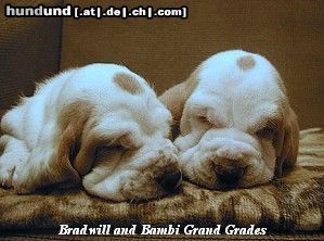 Basset Hound Hunde Foto 9204 Basset Hound Bradwill und Bambi