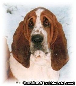 Basset Hound Hunde Foto 9205 Basset Hound Brutus Moravia Bento