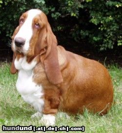 Basset Hound Hunde Foto 15489 in höherer Auflösung ansehen Basset Hound Ches