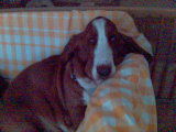 Basset Hound Chestnut
