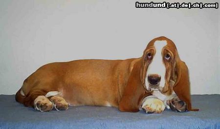 Basset Hound Hunde Foto 6398 Basset Hound Chestnut
