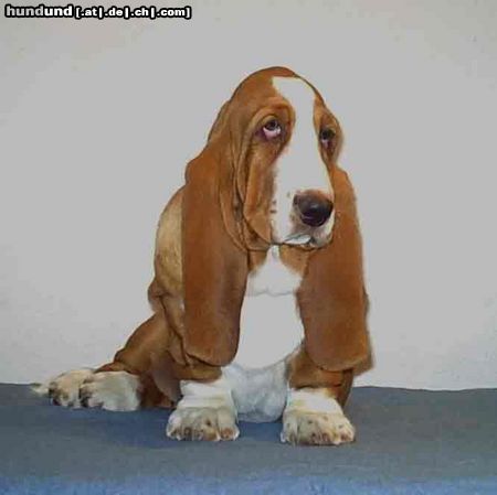 Basset Hound Hunde Foto 6399 Basset Hound Ches