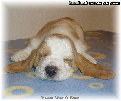 Basset Hound Hunde Foto 9203 Basset Hound Darleen Moravia Bento
