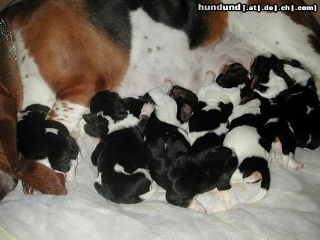 Basset Hound Hunde Foto 4679 Basset Hound Welpen von Pressburger Burger 2 Tage alt