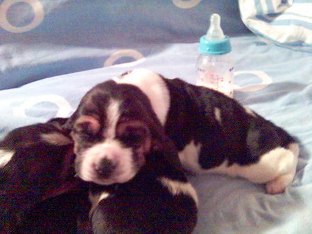 Basset Hound Ester 12 day old...