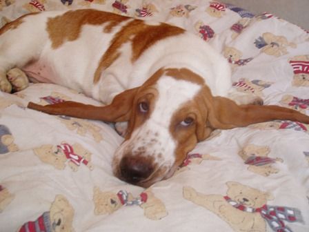 Basset Hound Foxter ...