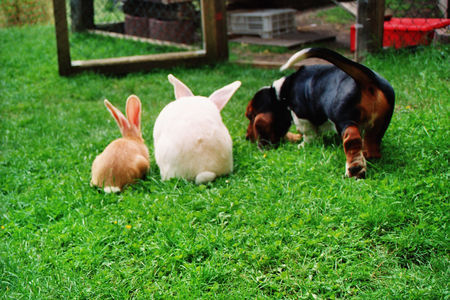 Basset Hound Hunde Foto 32713 in höherer Auflösung ansehen Basset Hound Gottlieb vom Julenhof 15Wo.