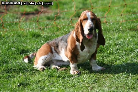 Basset Hound Loonah walkt