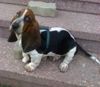 Basset Hound Hund