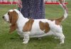 Basset Hound Hund