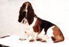 Basset Hound Foto: Amanda Moravia Bento (ID 5285) Basset Hound Hund