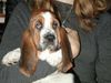 Basset Hound Foto: Anabelle Pressburger Burger (ID 5633) Basset Hound Hund