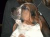 Basset Hound Foto: Andy Pressburger Burger (ID 5634) Basset Hound Hund