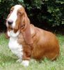 Basset Hound Hund