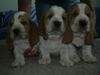 Basset Hound Foto: Kennel Moravia Bray (ID 6304) Basset Hound Hund