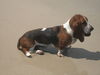 Basset Hound Hund