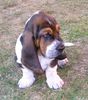 Basset Hound Foto: Casper Moravia Bento (ID 5386) Basset Hound Hund