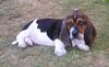Basset Hound Foto: Casper (ID 5387) Basset Hound Hund