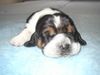 Basset Hound Foto: Casper Moravia Bento (ID 5283) Basset Hound Hund