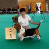 Basset Hound Foto: Chipsi Queen´s Hermelin (ID 1515) Basset Hound Hund