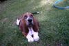 Basset Hound Foto: Claudie Moravia Bento (ID 5385) Basset Hound Hund