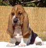 Basset Hound Foto: Claudie Moravia Bento (ID 5282) Basset Hound Hund