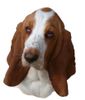 Basset Hound Hund