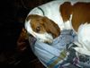 Basset Hound Foto: Lass mich nur in Ruhe (ID 4411) Basset Hound Hund