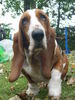 Basset Hound Hund