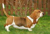 Basset Hound Hund