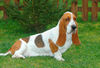 Basset Hound Hund