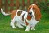 Basset Hound Hund