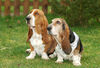 Basset Hound Hund