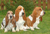 Basset Hound Hund